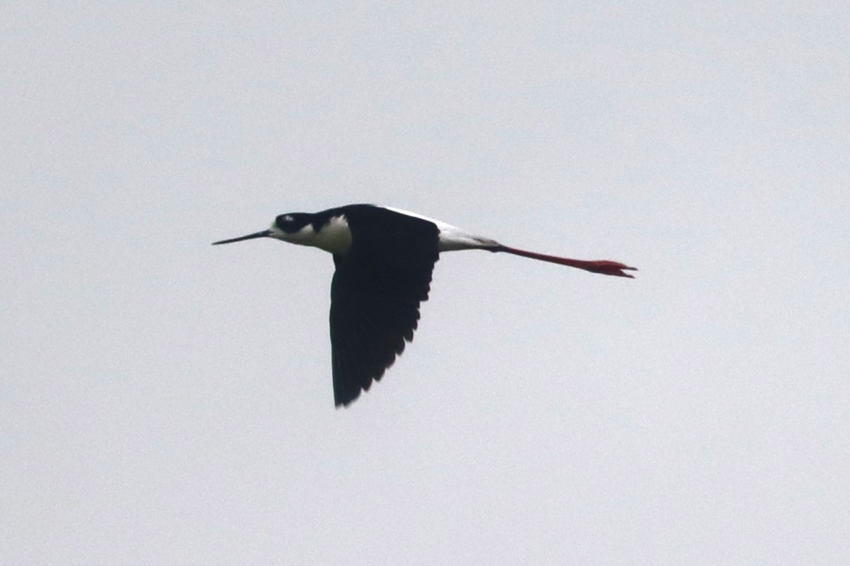 Black-necked Stilt - ML636719224