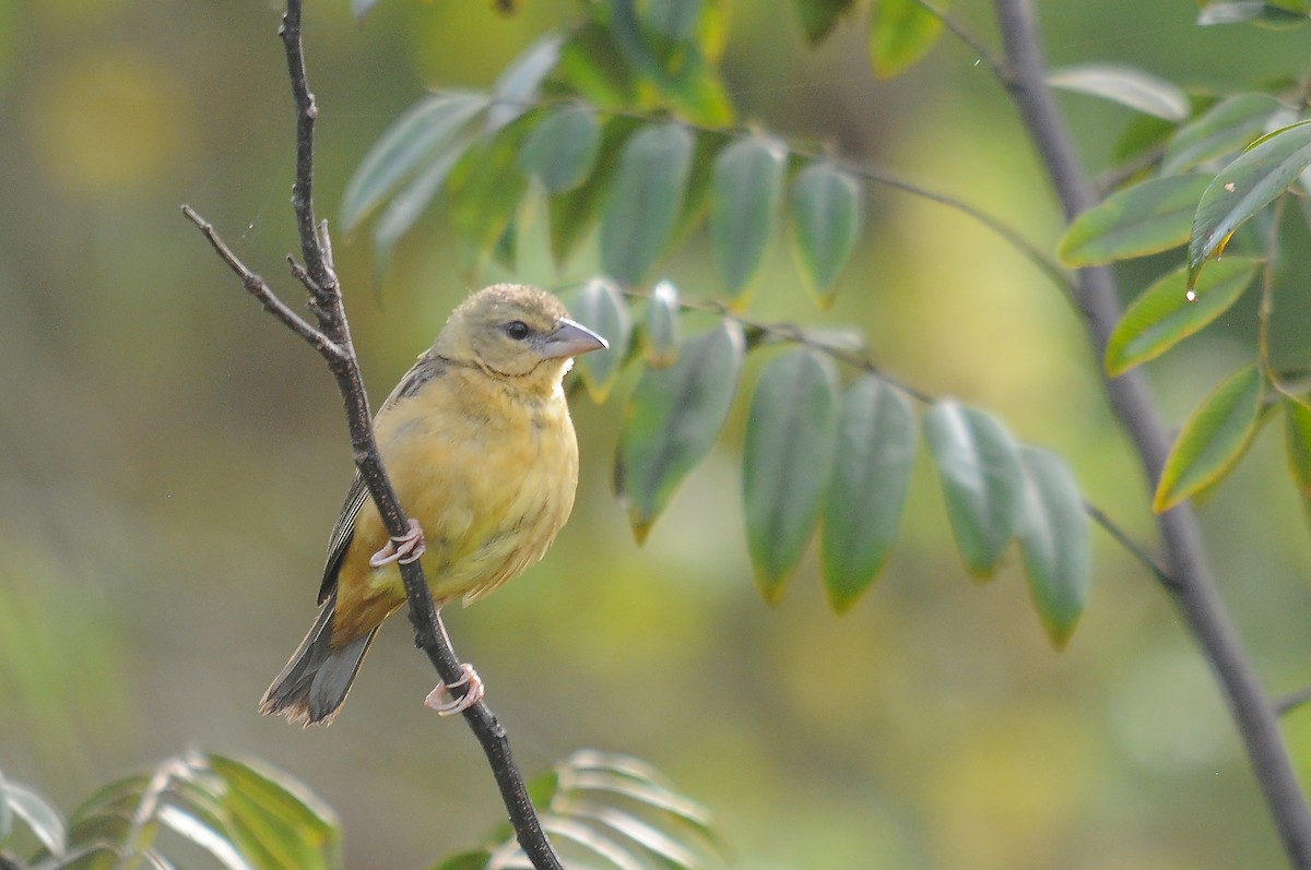 Chestnut-and-black Weaver - ML636719270
