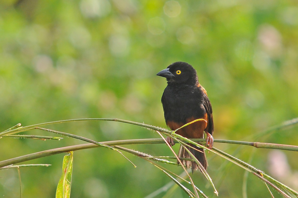 Chestnut-and-black Weaver - ML636719272