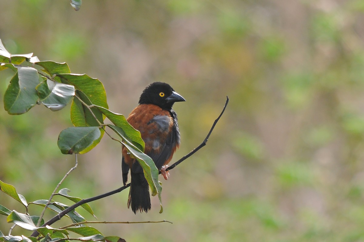 Chestnut-and-black Weaver - ML636719273