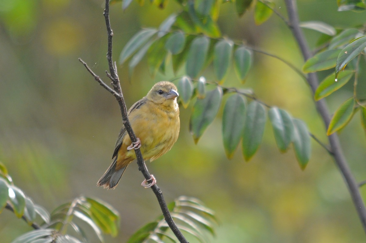 Chestnut-and-black Weaver - ML636719274
