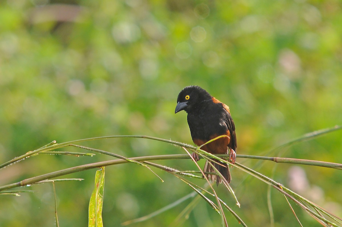 Chestnut-and-black Weaver - ML636719275