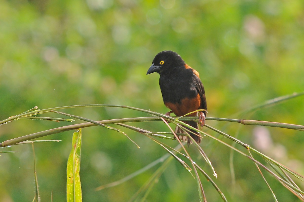 Chestnut-and-black Weaver - ML636719276