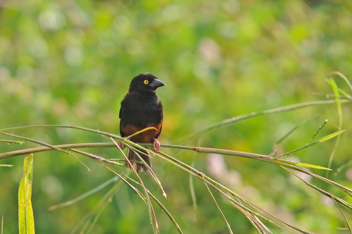 Chestnut-and-black Weaver - ML636719278