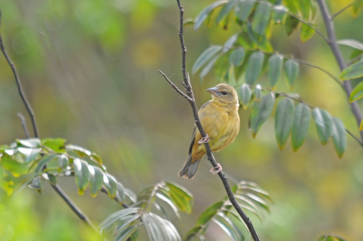 Chestnut-and-black Weaver - ML636719279