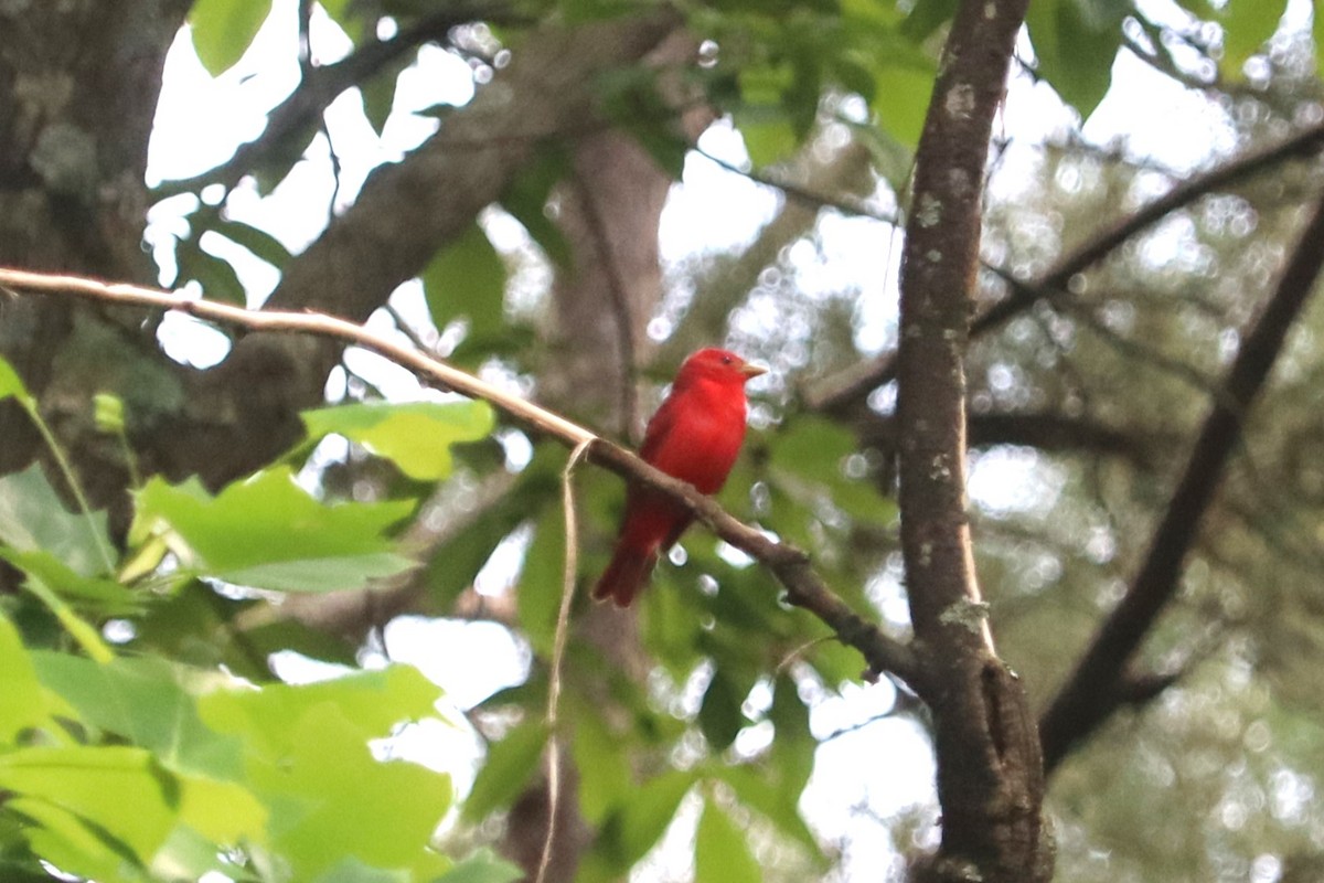 Piranga Roja - ML636719321