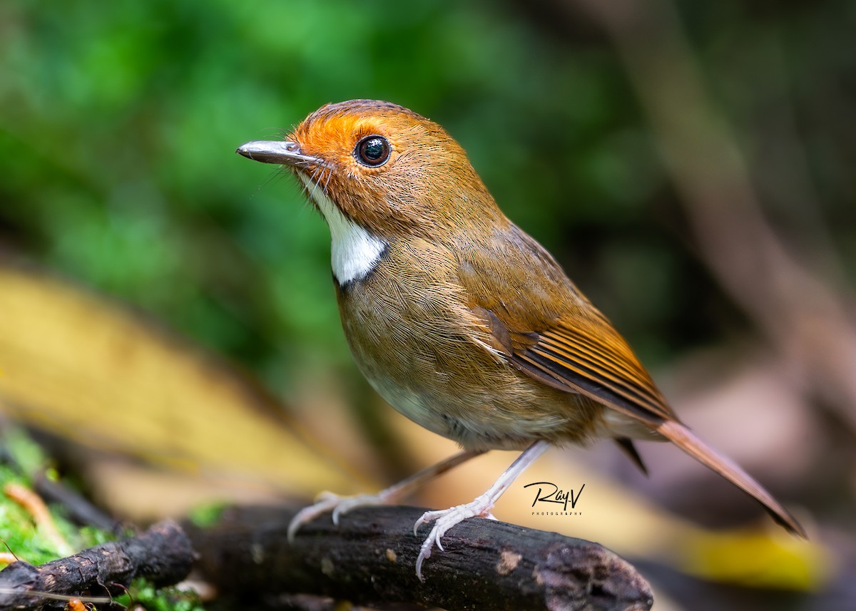 Rufous-browed Flycatcher - ML636719326