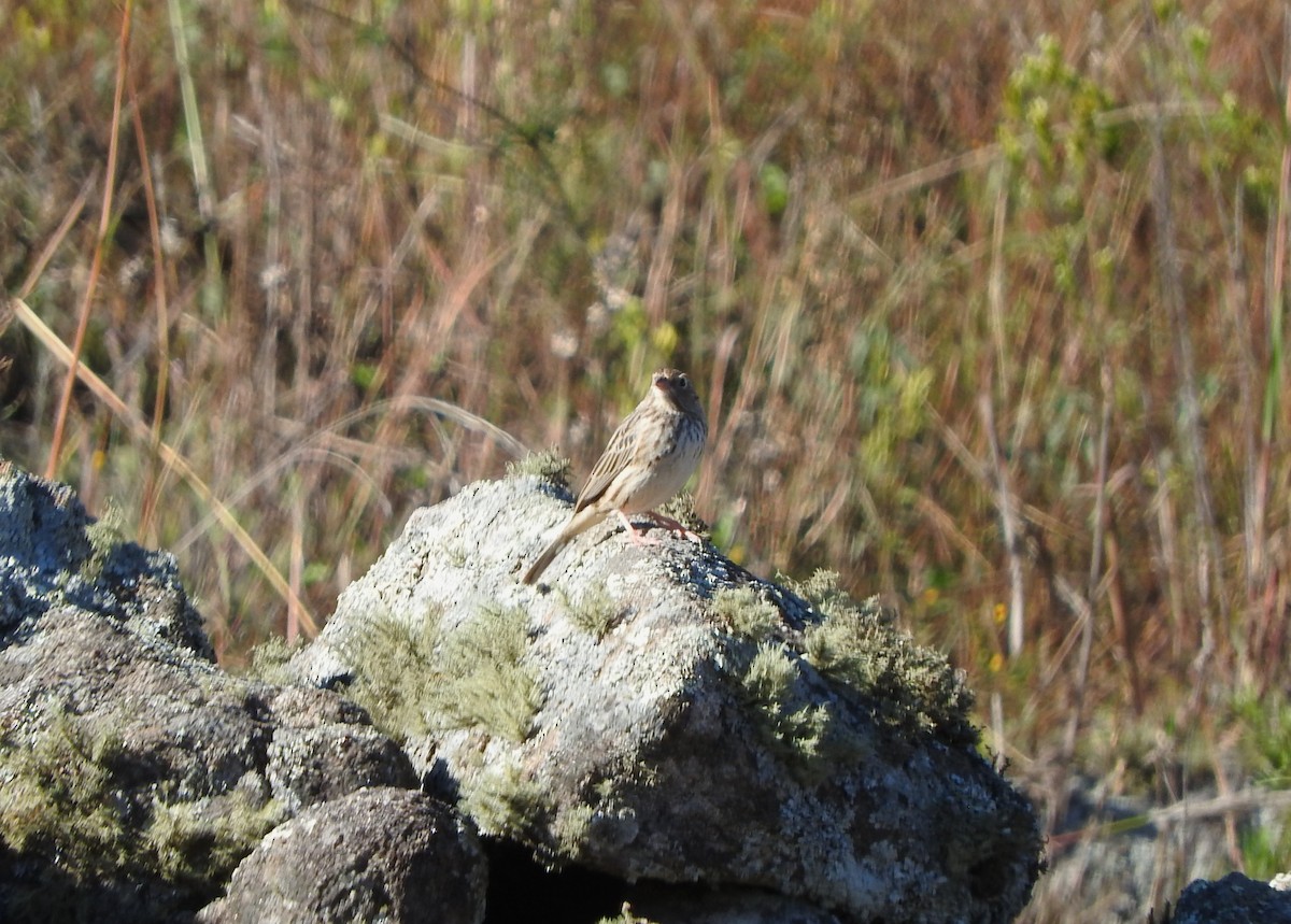 Carbonated Sierra Finch - ML636719337