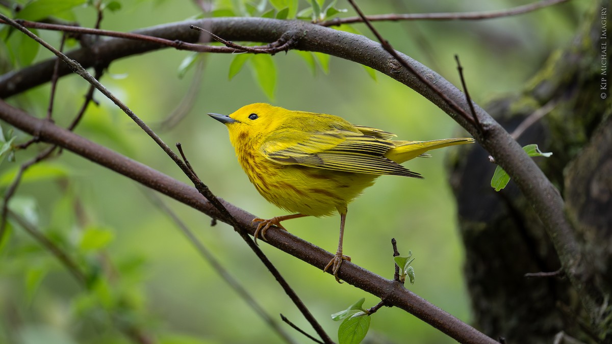 lesňáček zlatotemenný - ML636719340