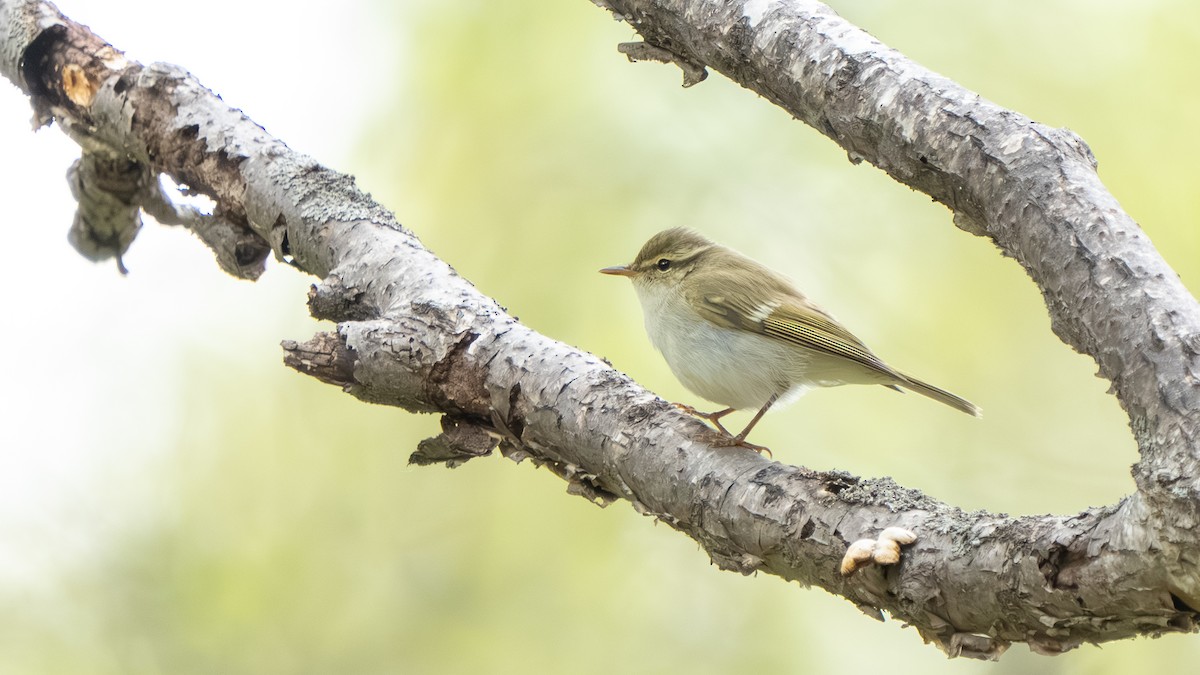 Two-barred Warbler - ML636719342