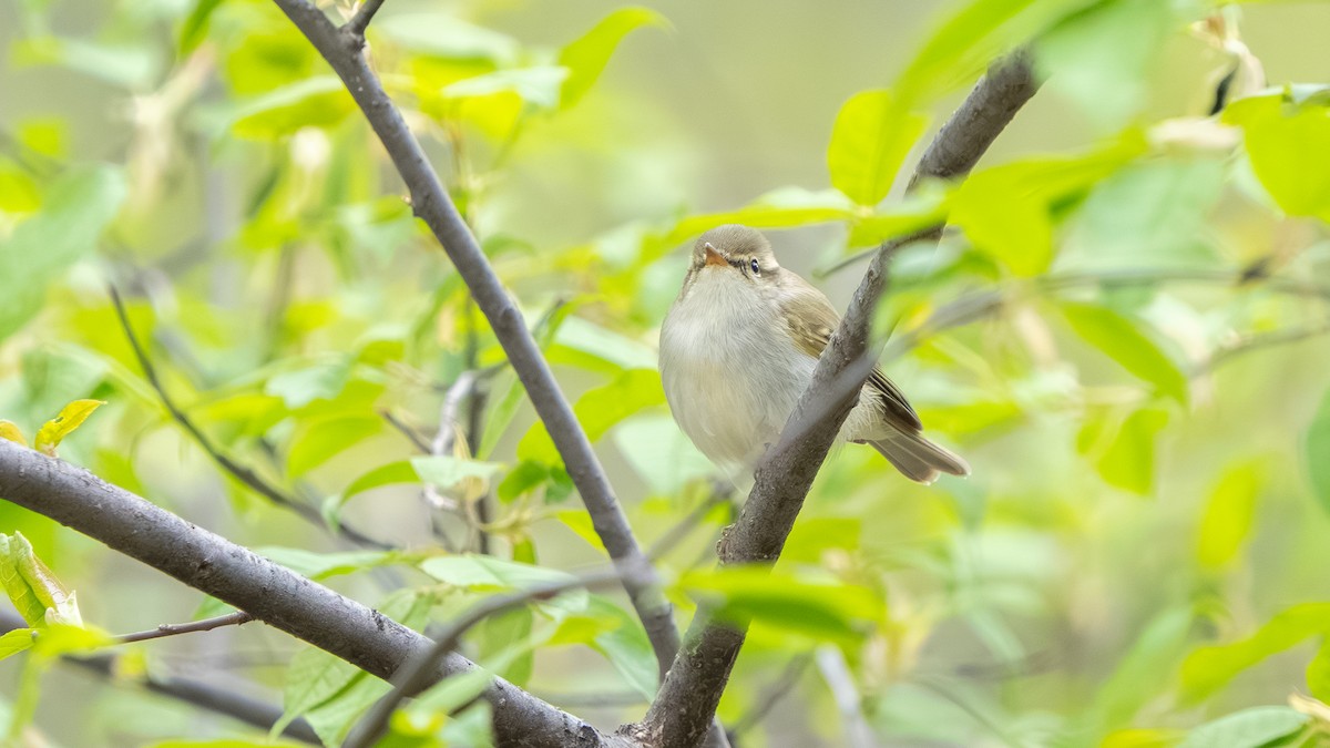 Two-barred Warbler - ML636719343