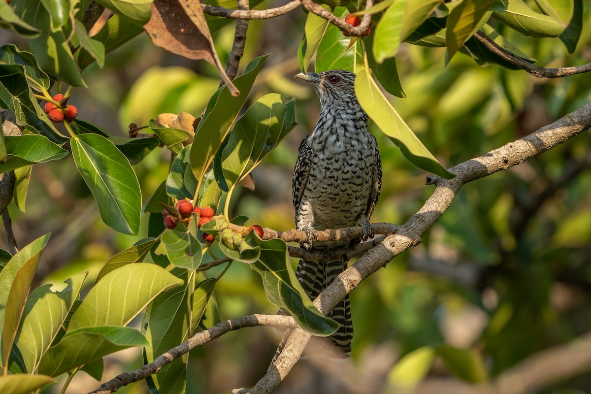 Asian Koel - ML636719353