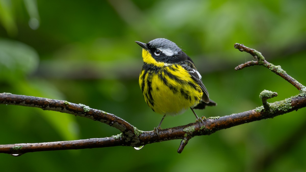 lesňáček tajgový - ML636719363