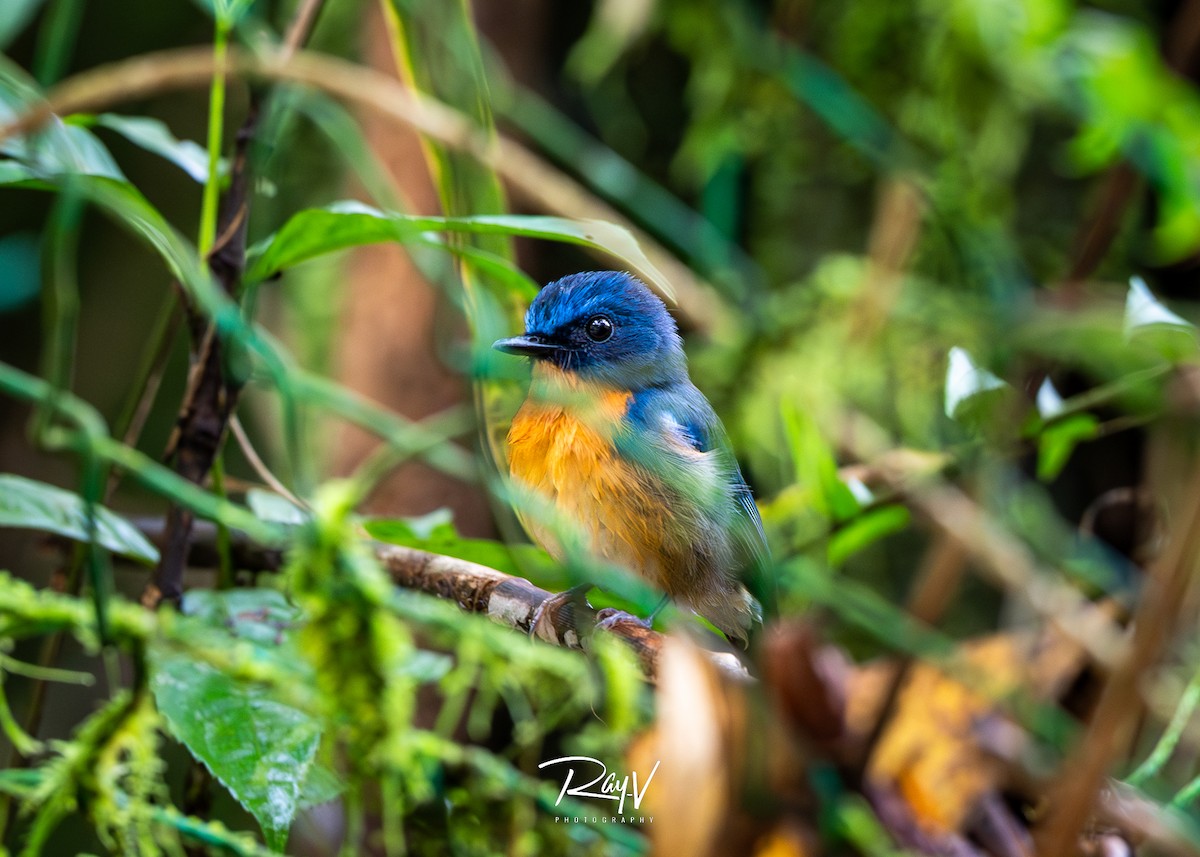 Hill Blue Flycatcher - ML636719368