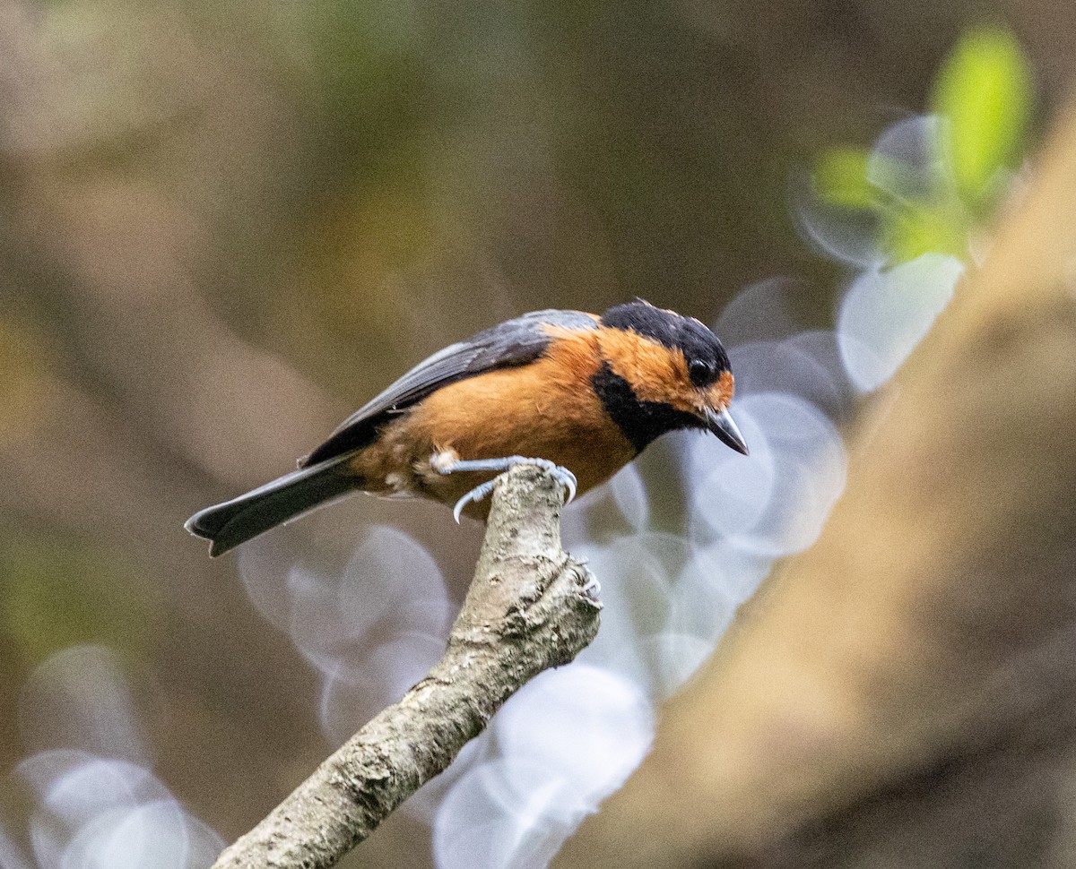 Owston's Tit - ML636719383