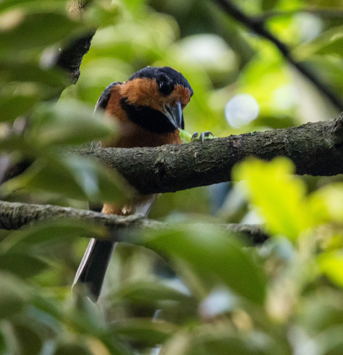 Owston's Tit - ML636719384