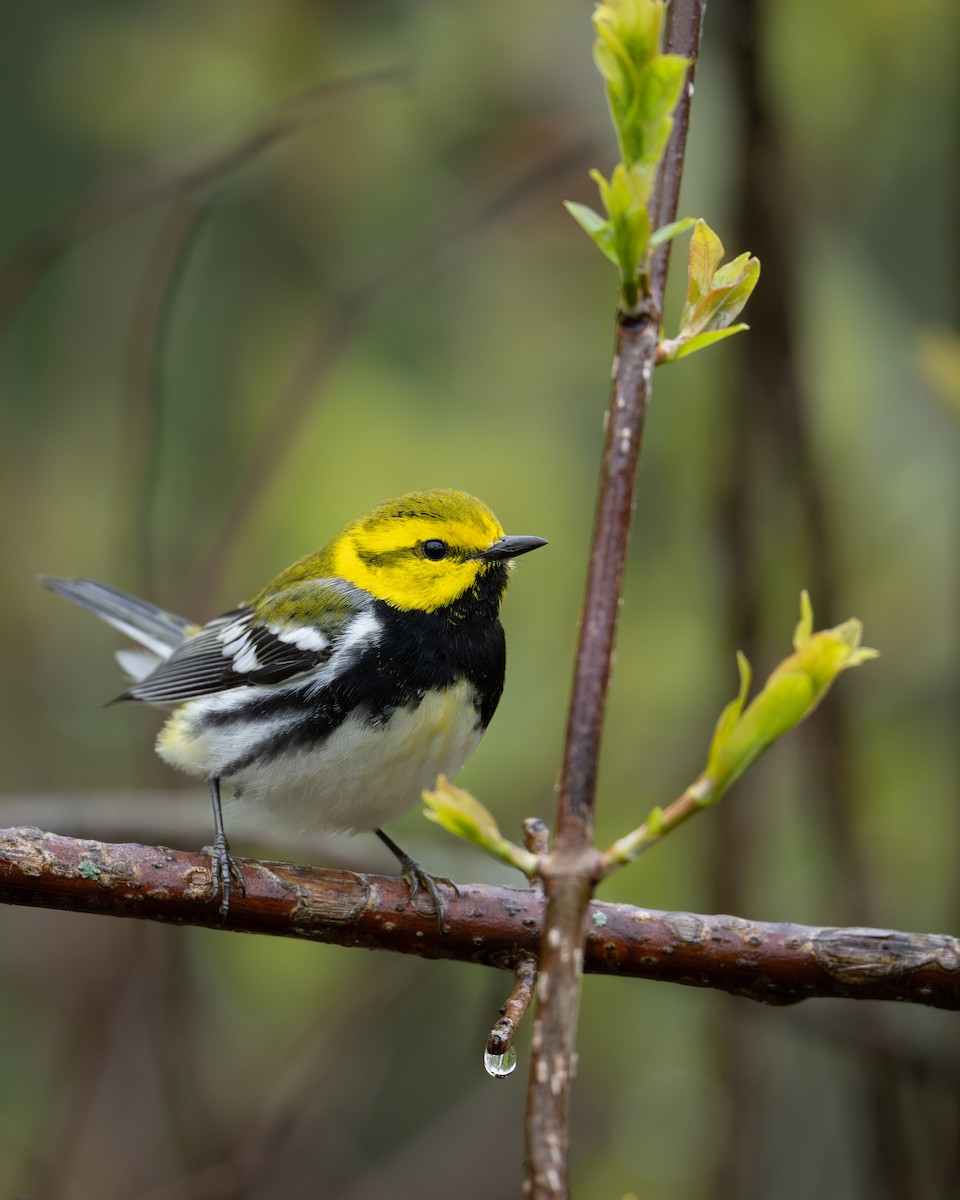 lesňáček proužkoboký - ML636719386