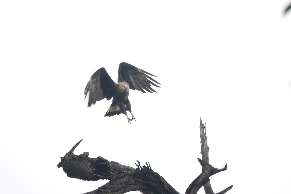 Pallas's Fish-Eagle - ML636719427