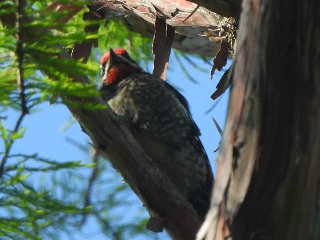 sapsucker sp. - ML636719438