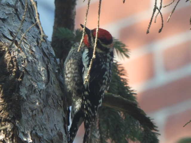 sapsucker sp. - ML636719449
