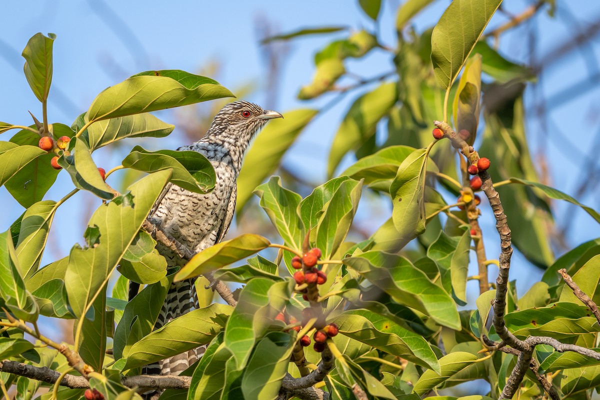 Asian Koel - ML636719460