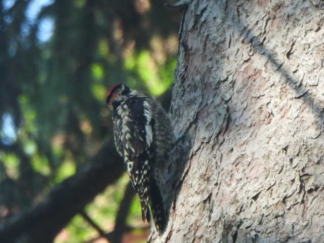 sapsucker sp. - ML636719466