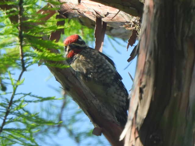 sapsucker sp. - ML636719471