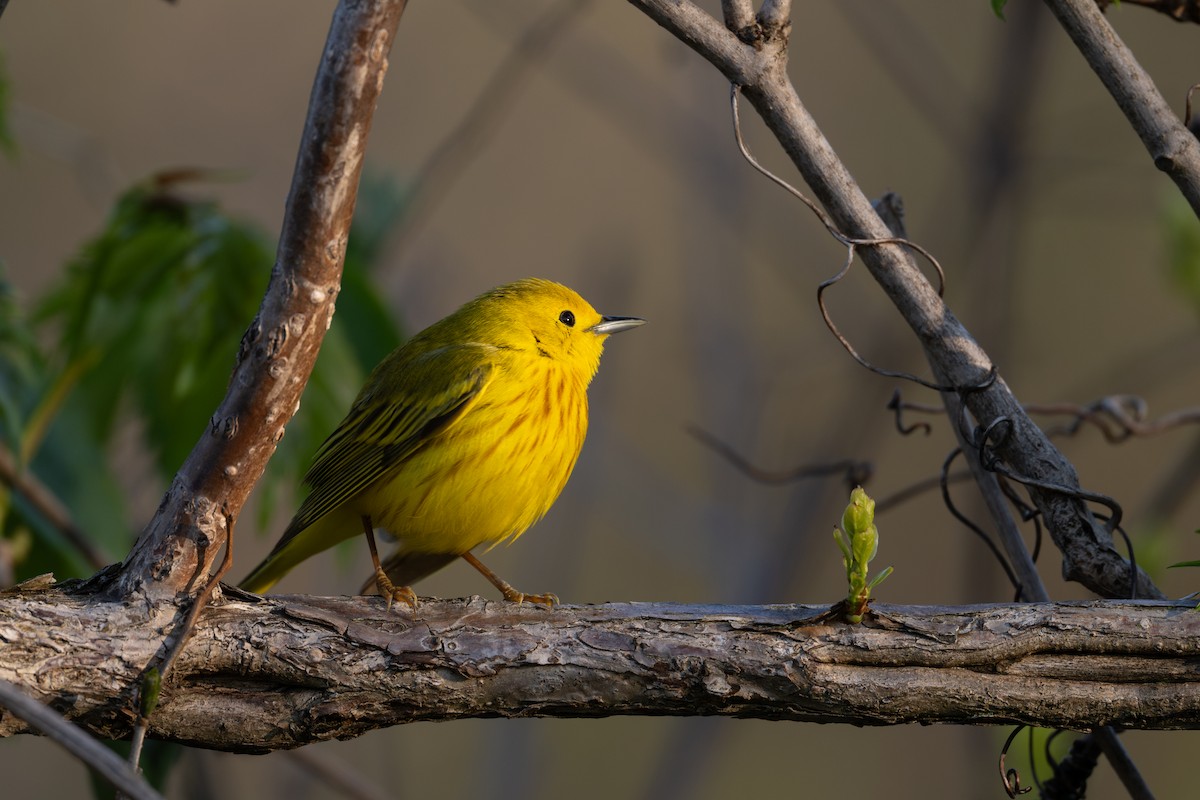 lesňáček zlatotemenný - ML636719482