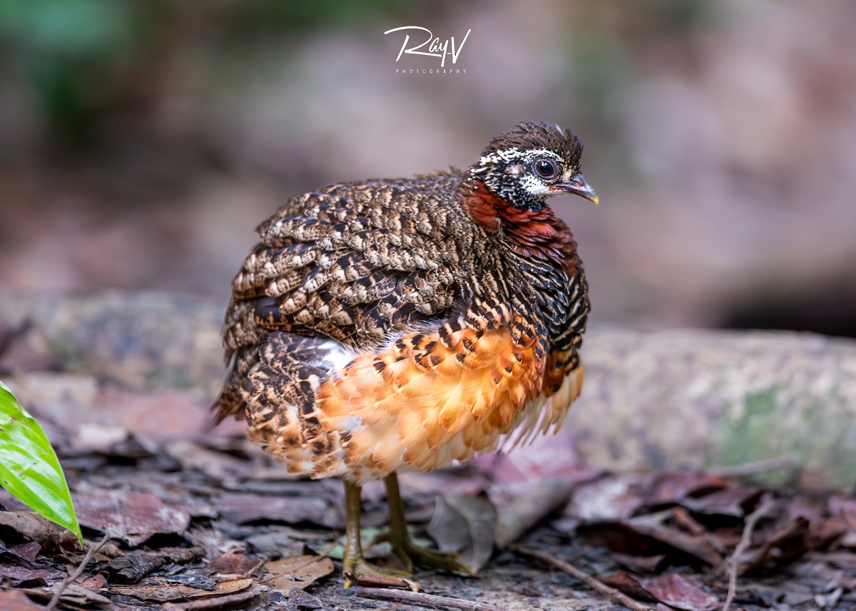 Sabah Partridge - ML636719483