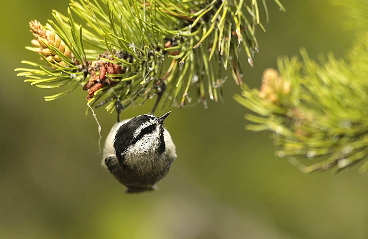 Mountain Chickadee - ML636719505