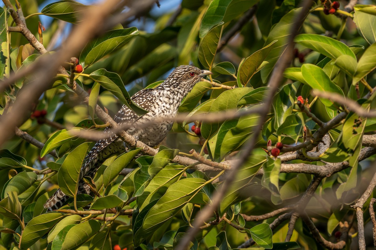 Asian Koel - ML636719512