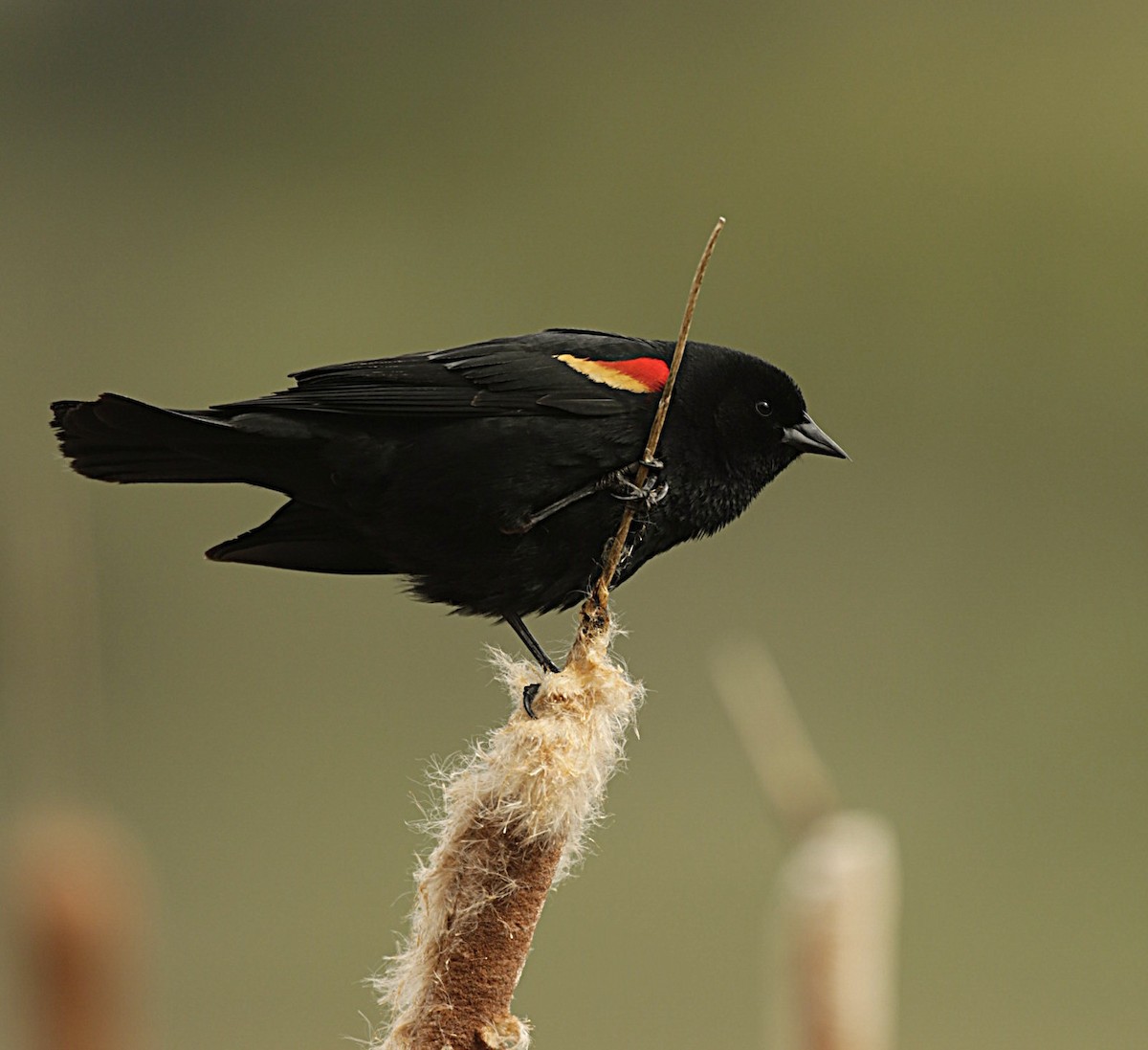 Red-winged Blackbird - ML636719519