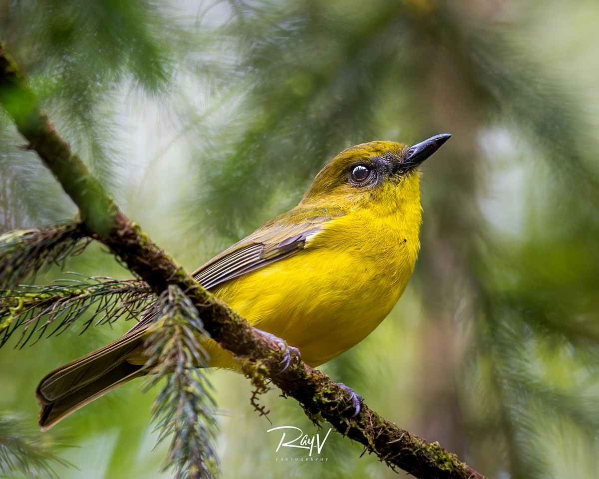 Bornean Whistler - ML636719538