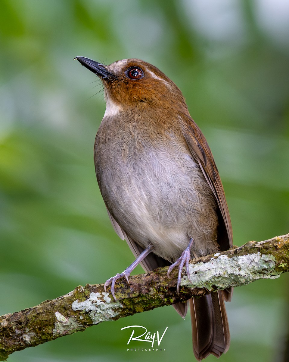 Eyebrowed Jungle Flycatcher - ML636719544