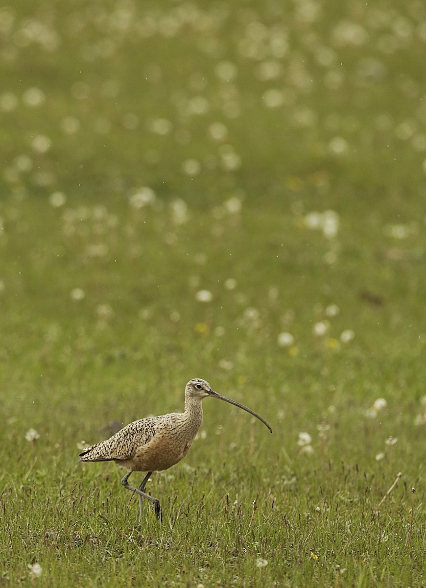 Long-billed Curlew - ML636719553