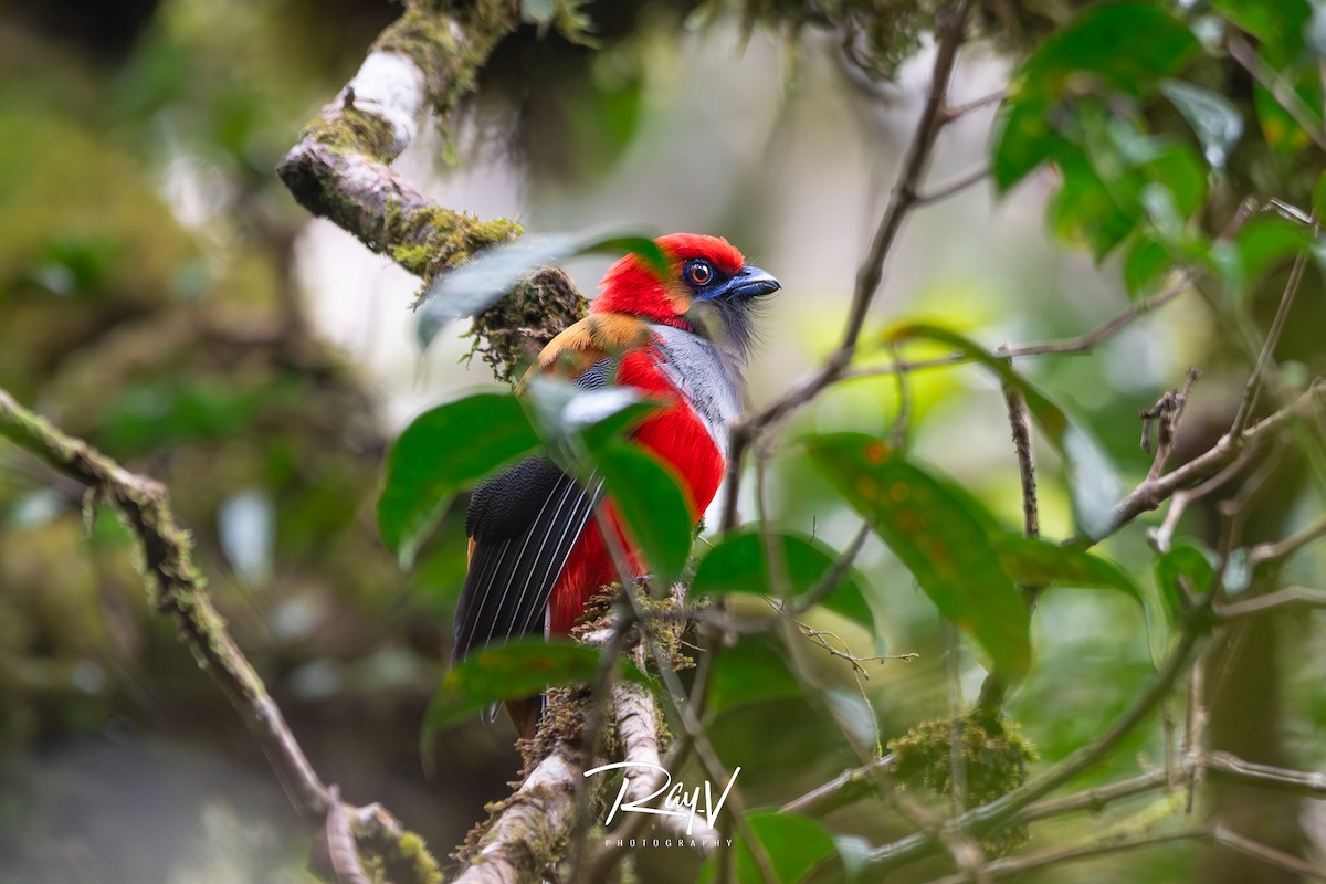 Whitehead's Trogon - ML636719606