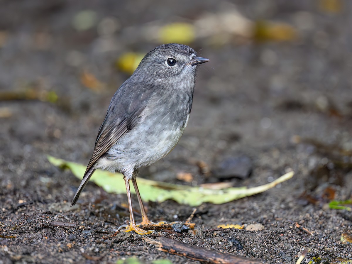 キタニュージーラドコマヒタキ - eBird