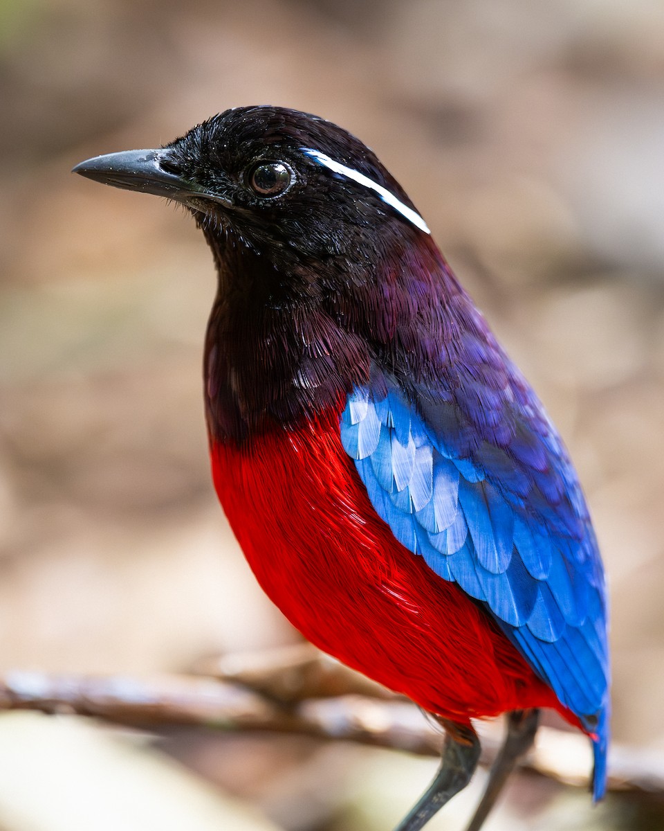 Black-crowned Pitta - ML636719700