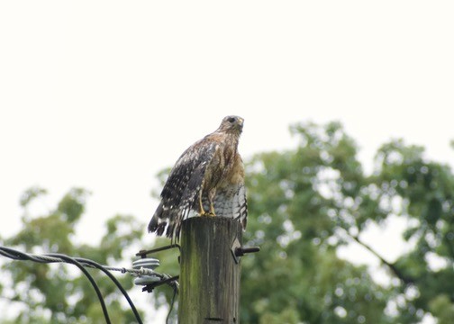Red-shouldered Hawk - ML636719775