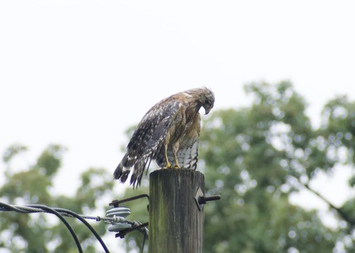 Red-shouldered Hawk - ML636719776