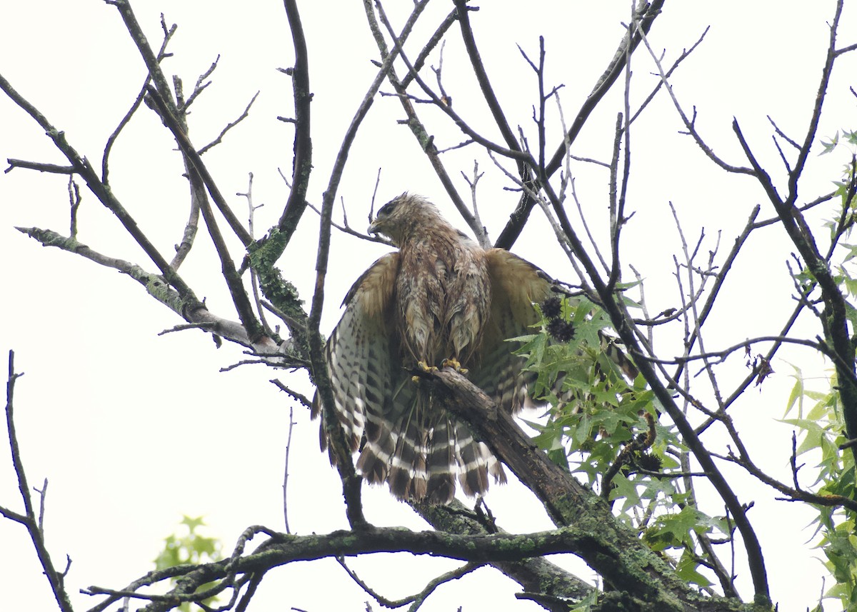 Red-shouldered Hawk - ML636719777