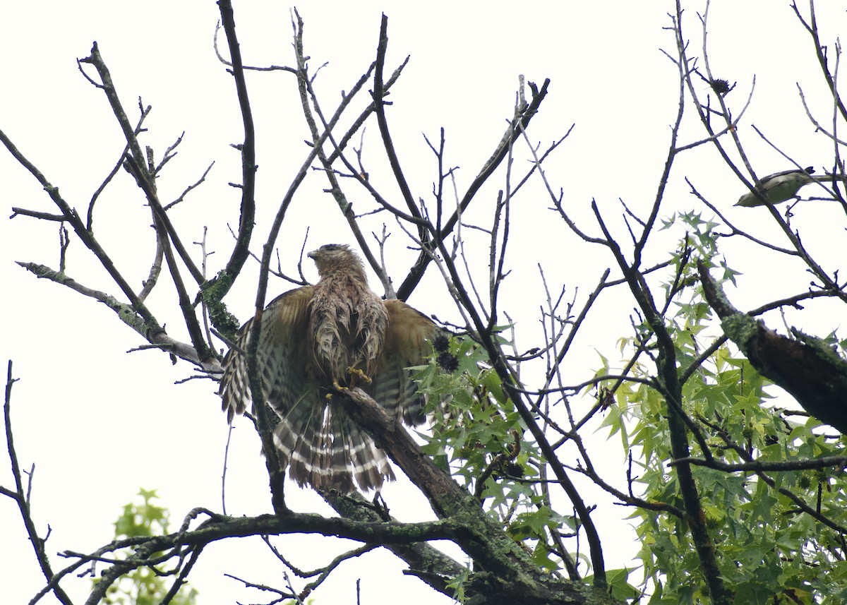 Red-shouldered Hawk - ML636719778