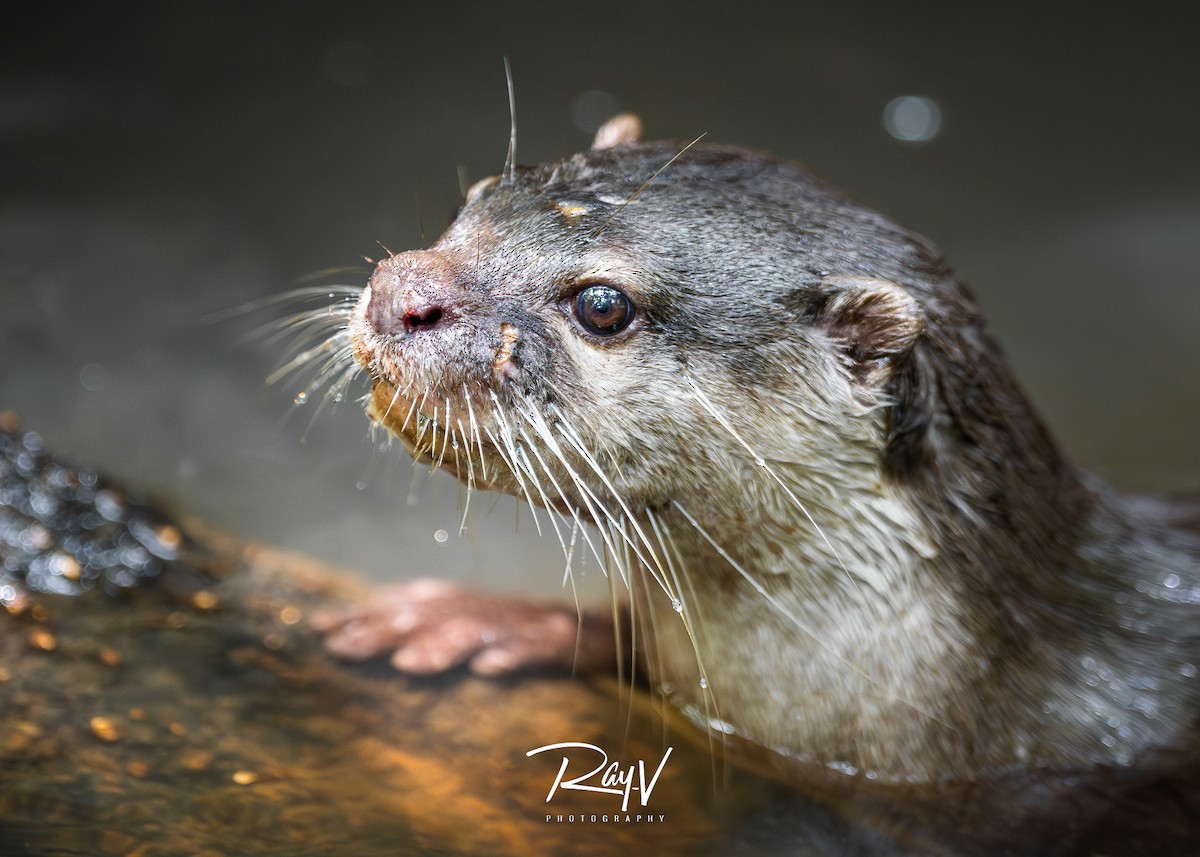 Smooth-coated Otter - ML636719801
