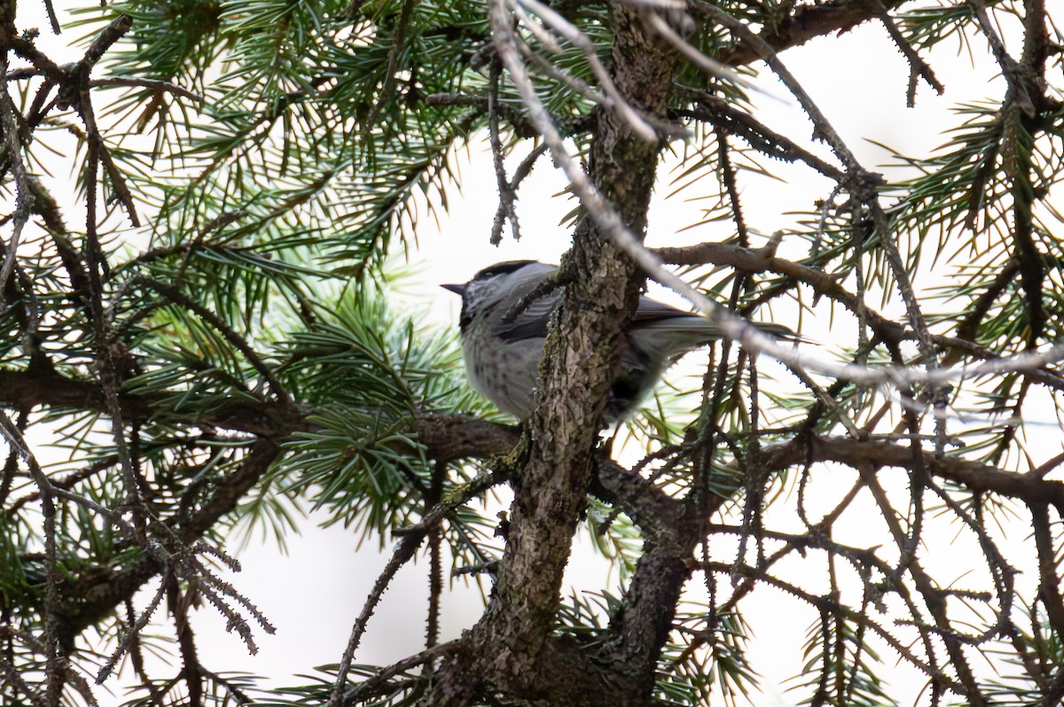 Mountain Chickadee - ML636719804