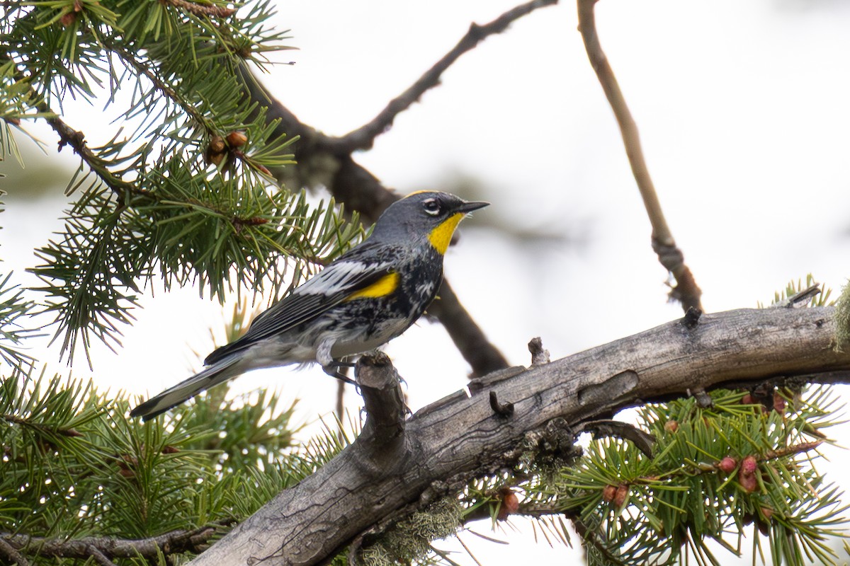Yellow-rumped Warbler - ML636719814