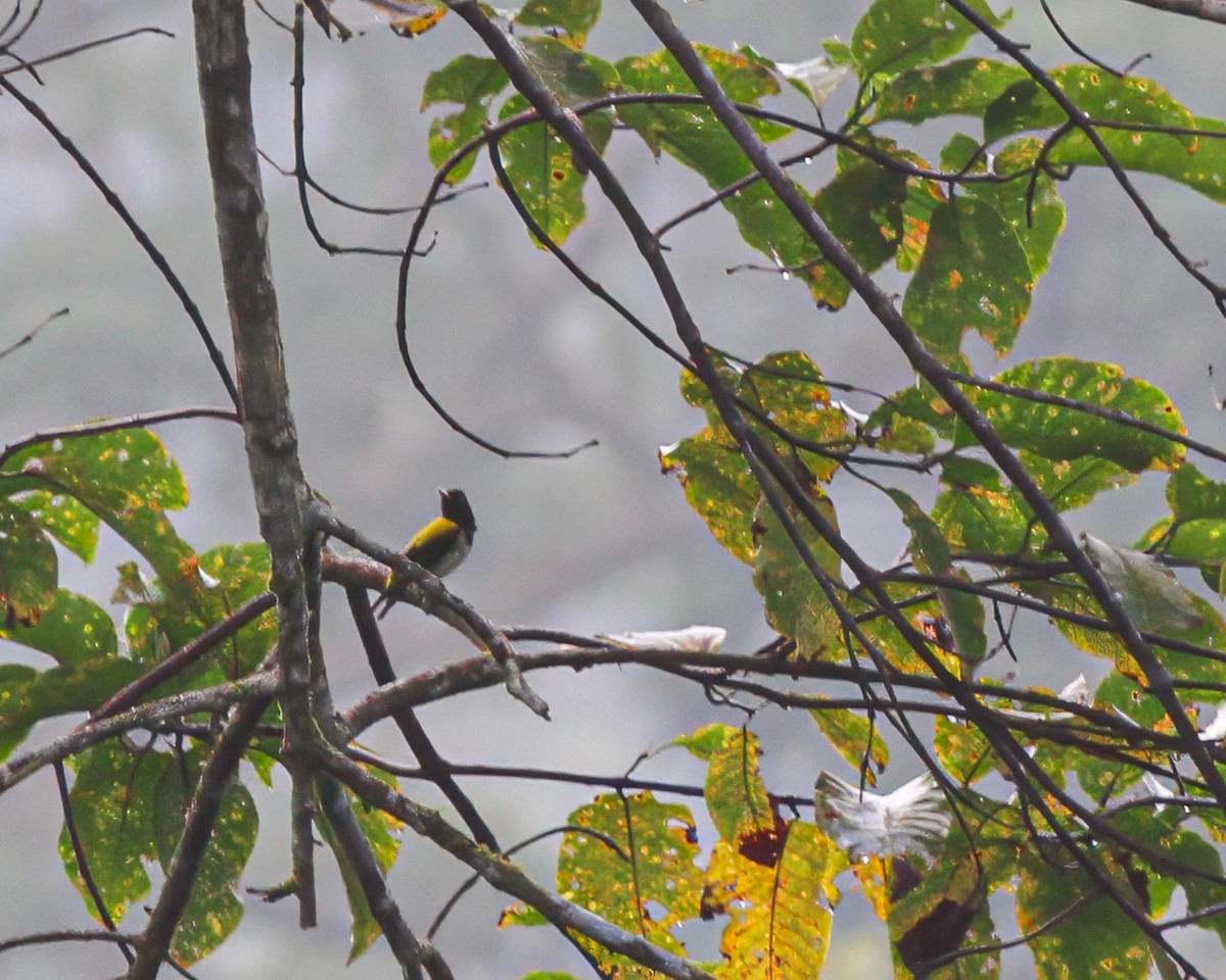 Dark-throated Oriole - ML636720012