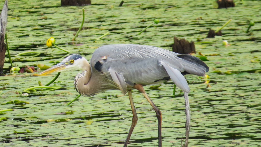 Great Blue Heron - ML636720055