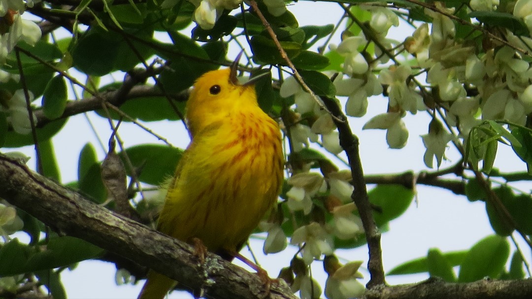 Yellow Warbler - ML636720078