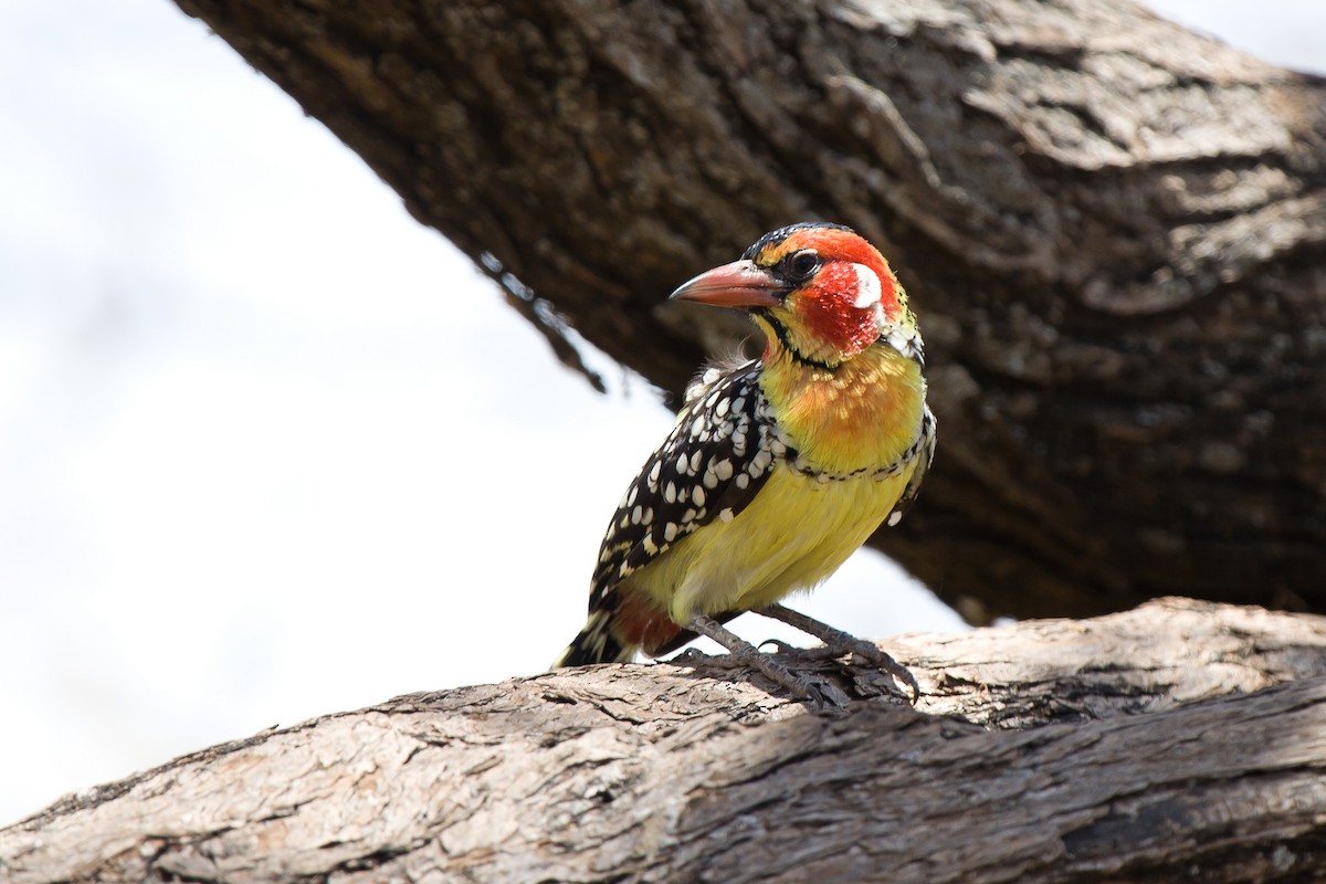 Red-and-yellow Barbet - ML636720203
