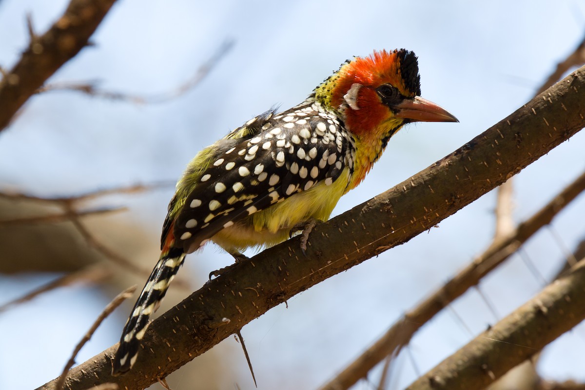 Red-and-yellow Barbet - ML636720204
